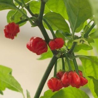 Dragons-Breath-Pepper-Seeds