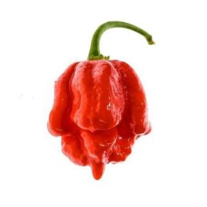trinidad-moruga-scorpion-seeds-15-count-trinidad-scorpion-sonoran-spice-130315